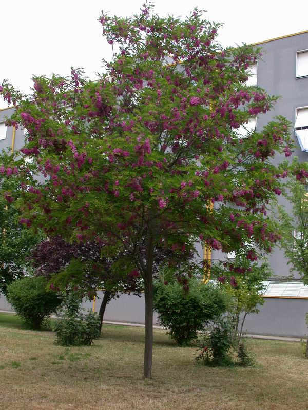 Robinia hispida ... una Robinia a fiori rosa